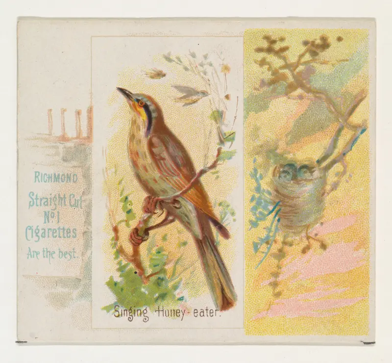 Singing Honey-eater, from the Song Birds of the World series (N42) for Allen & Ginter Cigarettes Wall Art by Allen & Ginter - High-Resolution Digital Print