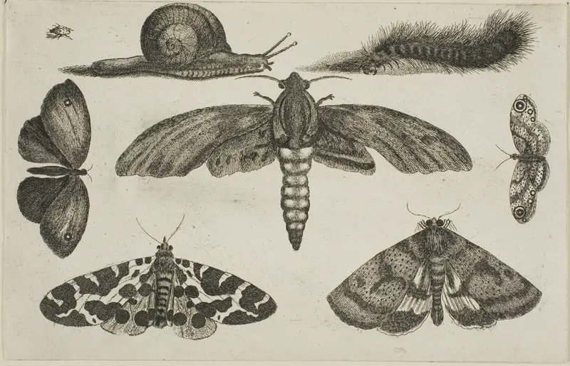 Six Insects, a Caterpillar, and a Snail, from Diversae Insectorum...Figurae