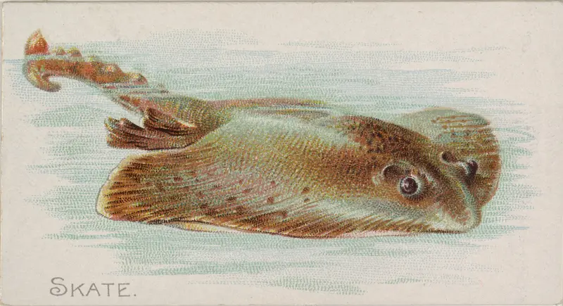 Skate, from the Fish from American Waters series (N8) for Allen & Ginter Cigarettes Brands Wall Art by Allen & Ginter - High-Resolution Digital Print