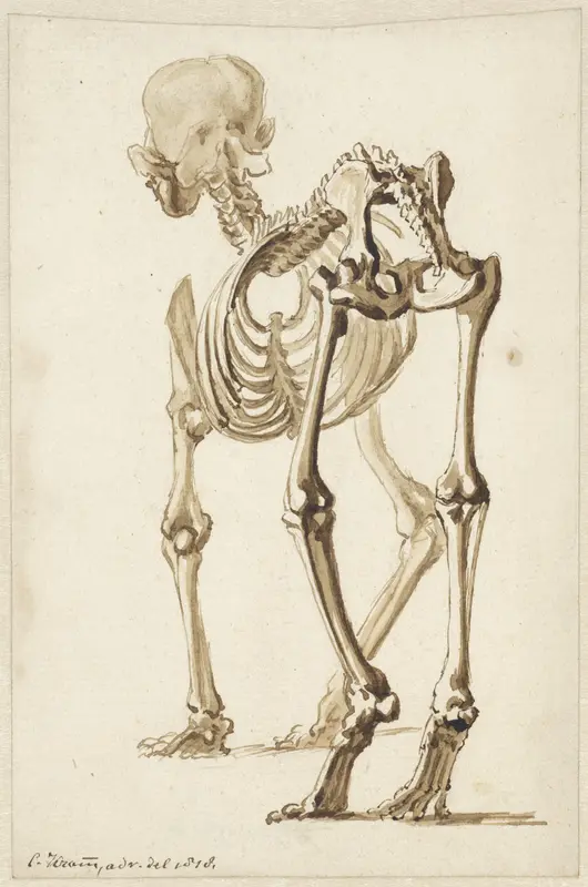 Skelet van een hond, schuin van achteren Wall Art by Christiaan Kramm - High-Resolution Digital Print