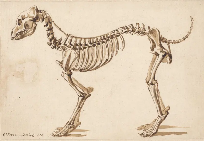 Skelet van een hond van opzij Wall Art by Christiaan Kramm - High-Resolution Digital Print