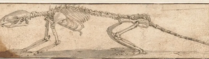 Skelet van een rat Wall Art by Jacopo Ligozzi - High-Resolution Digital Print