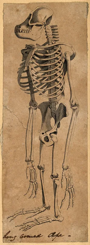 Skeleton of an ape Wall Art by Anonymous - High-Resolution Digital Print