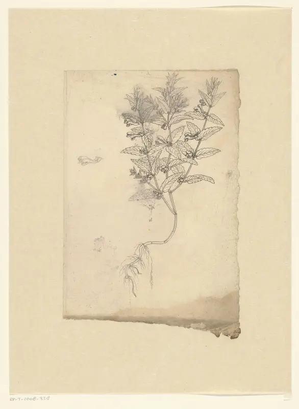 Skullcaps (Scutellaria) Wall Art by anonymous - High-Resolution Digital Print