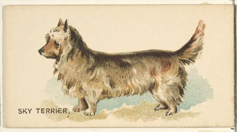 Sky Terrier, from the Dogs of the World series for Old Judge Cigarettes Wall Art by Goodwin & Company - High-Resolution Digital Print