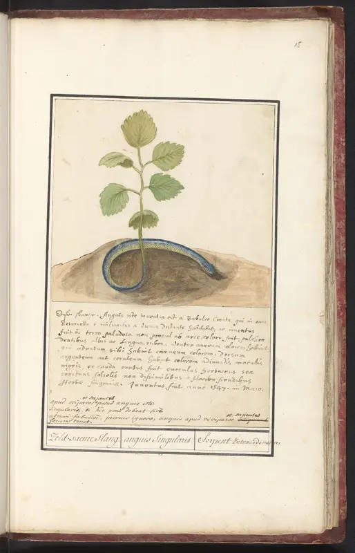 Slang met plantenstaart Wall Art by Anselmus Boëtius de Boodt - High-Resolution Digital Print