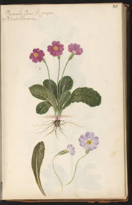 Sleutelbloem (Primula) Wall Art by anonymous - High-Resolution Digital Print