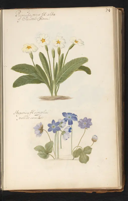 Sleutelbloem (Primula) en leverbloempje (Anemone hepatica) Wall Art by anonymous - High-Resolution Digital Print