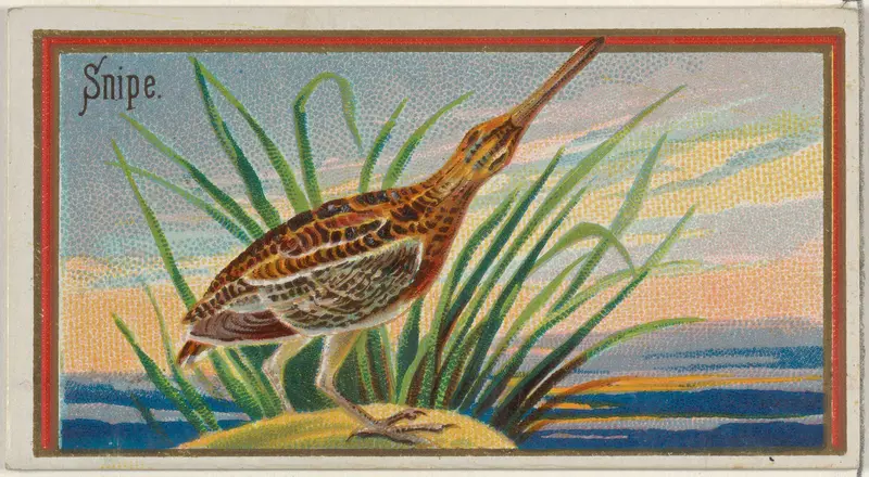 Snipe, from the Game Birds series (N13) for Allen & Ginter Cigarettes Brands Wall Art by Allen & Ginter - High-Resolution Digital Print