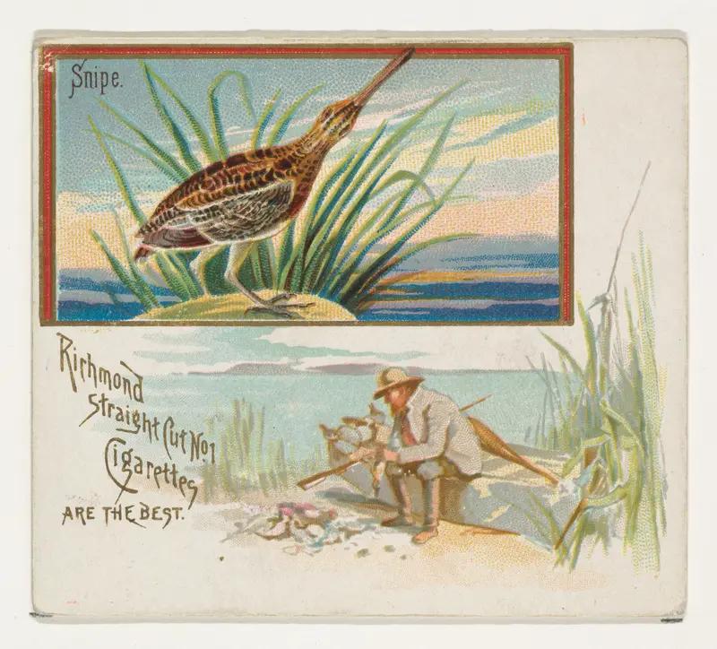 Snipe, from the Game Birds series (N40) for Allen & Ginter Cigarettes Wall Art by Allen & Ginter - High-Resolution Digital Print
