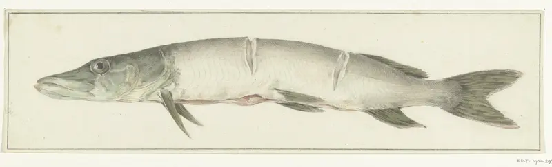 Snoek, met twee inkepingen op de rug Wall Art by Jean Bernard - High-Resolution Digital Print