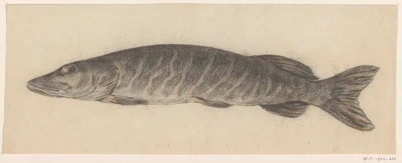 Snoek, naar links Wall Art by Jean Bernard - High-Resolution Digital Print