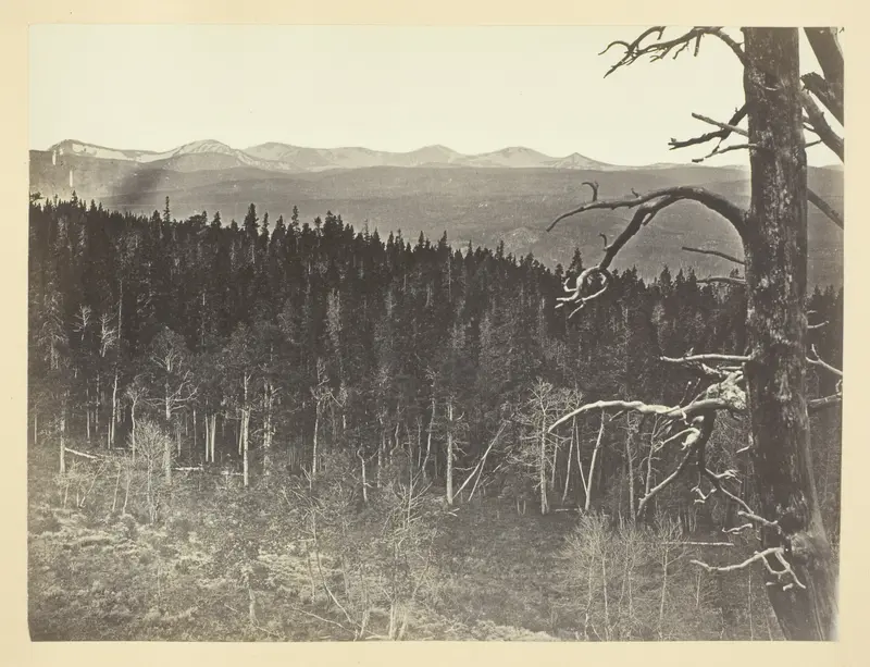 Snow and Timber Line, Medicine Bow Mountain