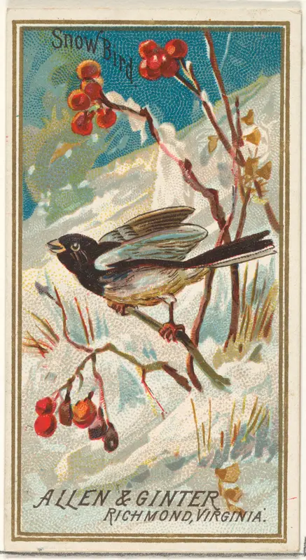 Snow Bird, from the Birds of America series (N4) for Allen & Ginter Cigarettes Brands Wall Art by Allen & Ginter - High-Resolution Digital Print
