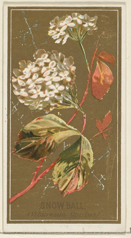 Snowball (Viburnum Oputus), from the Flowers series for Old Judge Cigarettes Wall Art by Goodwin & Company - High-Resolution Digital Print