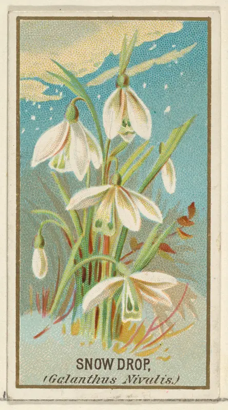 Snowdrop (Galanthus Nivalis), from the Flowers series for Old Judge Cigarettes Wall Art by Goodwin & Company - High-Resolution Digital Print