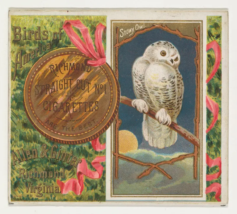 Snowy Owl, from the Birds of America series (N37) for Allen & Ginter Cigarettes Wall Art by Allen & Ginter - High-Resolution Digital Print