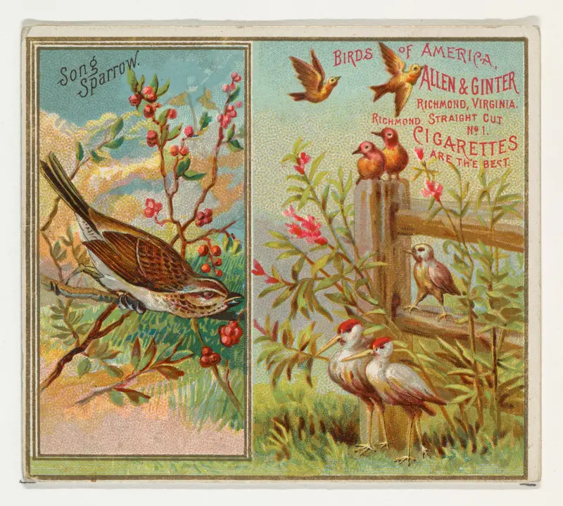 Song Sparrow, from the Birds of America series (N37) for Allen & Ginter Cigarettes Wall Art by Allen & Ginter - High-Resolution Digital Print
