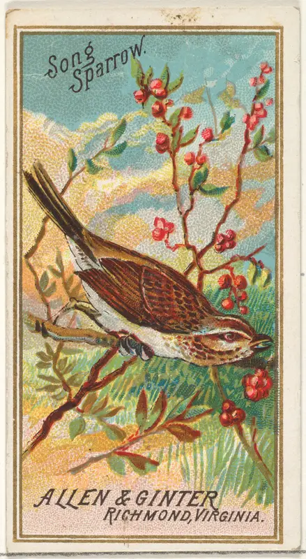 Song Sparrow, from the Birds of America series (N4) for Allen & Ginter Cigarettes Brands Wall Art by Allen & Ginter - High-Resolution Digital Print