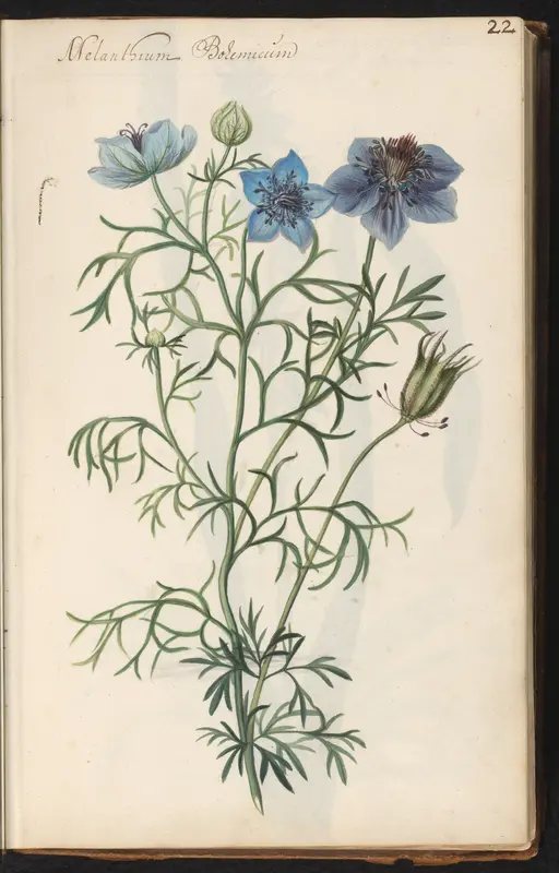 Spaanse nigelle (Nigella hispanica) Wall Art by anonymous - High-Resolution Digital Print
