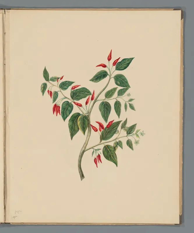 Spaanse peper (Capsicum annuum) Wall Art by Unknown - High-Resolution Digital Print