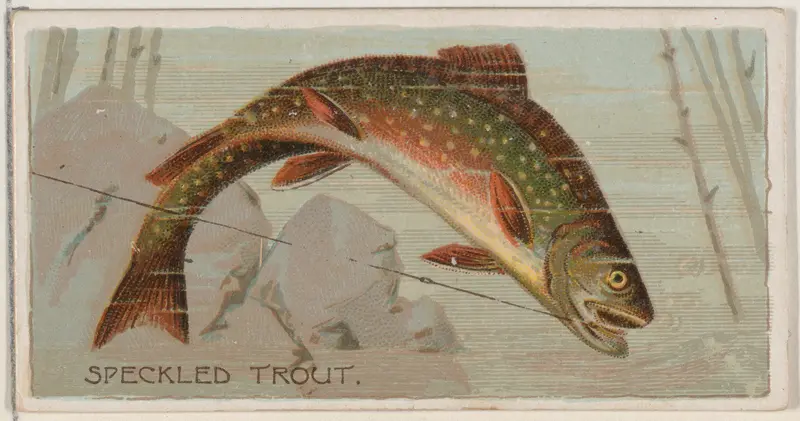 Speckled Trout, from the series Fishers and Fish (N74) for Duke brand cigarettes Wall Art by Knapp & Company - High-Resolution Digital Print