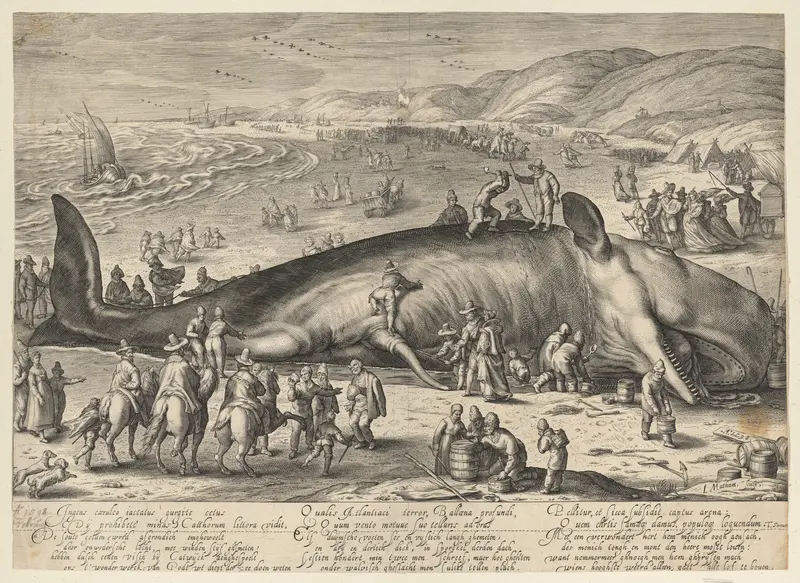 Sperm whale beached near Berkhey on 3 February, 1598 Wall Art by Jacob Matham - High-Resolution Digital Print