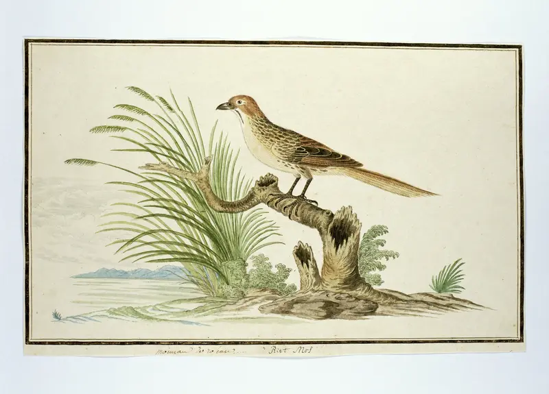 Sphenoeacus afer (Kaapse grasvogel) Wall Art by Robert Jacob Gordon - High-Resolution Digital Print