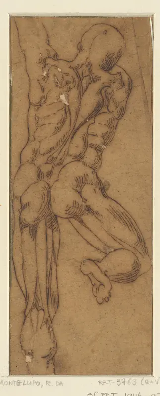 Spierstudie van mannelijk rugfiguur Wall Art by Raffaele da Montelupo - High-Resolution Digital Print