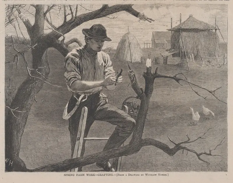 Spring Farm Work – Grafting (from "Harper's Weekly," Vol. XIV) Wall Art by Winslow Homer - High-Resolution Digital Print
