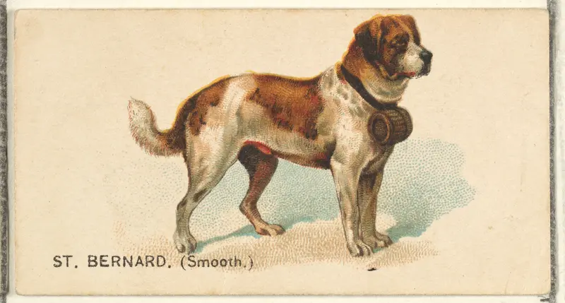 St. Bernard (Smooth), from the Dogs of the World series for Old Judge Cigarettes Wall Art by Goodwin & Company - High-Resolution Digital Print