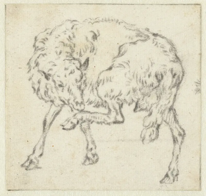 Staand schaap dat zijn achterpoot optilt Wall Art by anonymous - High-Resolution Digital Print