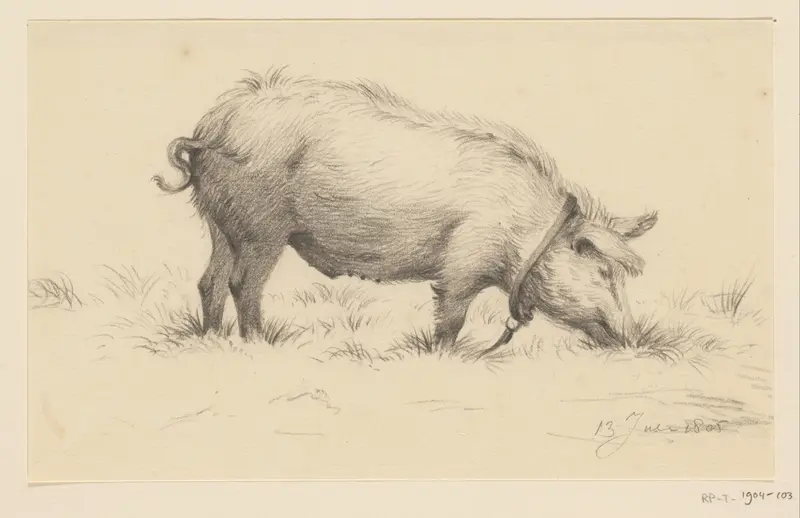 Staand waterend varken, naar rechts, in het gras Wall Art by Jean Bernard - High-Resolution Digital Print