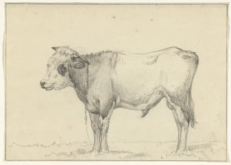 Staande jonge stier, naar links Wall Art by Jean Bernard - High-Resolution Digital Print