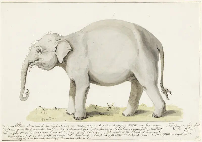 Staande olifant, naar links Wall Art by Petrus Camper - High-Resolution Digital Print
