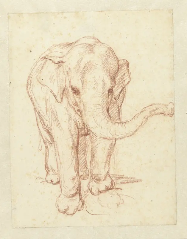 Staande olifant, van voren Wall Art by Petrus Camper - High-Resolution Digital Print