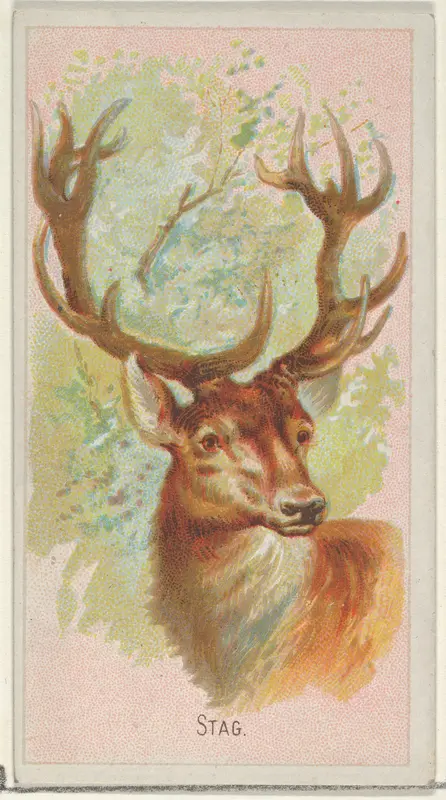 Stag, from the Wild Animals of the World series (N25) for Allen & Ginter Cigarettes Wall Art by Allen & Ginter - High-Resolution Digital Print