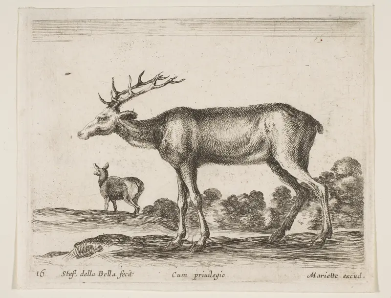 Stag, plate 16 from "Various Animals" (Diversi Animali) Wall Art by Stefano della Bella - High-Resolution Digital Print