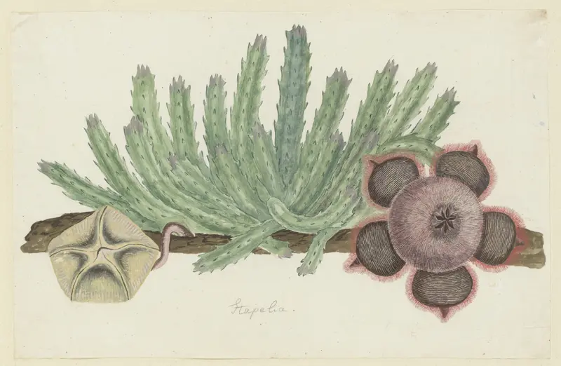 Stapelia hirsuta (L.) Wall Art by Robert Jacob Gordon - High-Resolution Digital Print