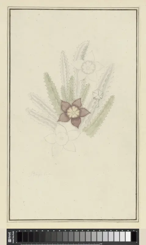Stapelia hirsute L. (Starfish flower) Wall Art by Robert Jacob Gordon - High-Resolution Digital Print