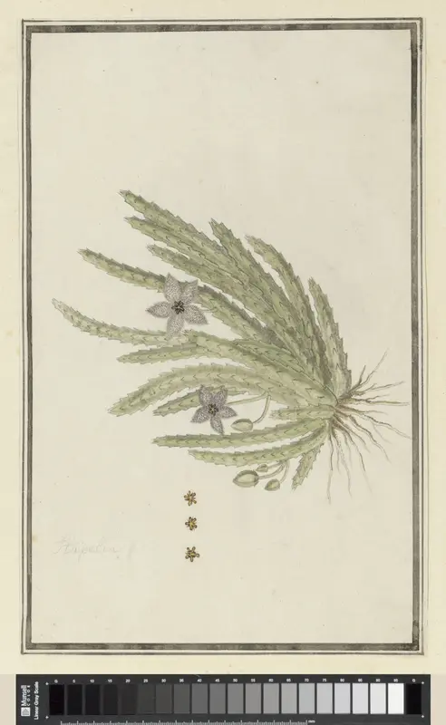 Stapelia paniculata Willd.(Small starfish flower) Wall Art by Robert Jacob Gordon - High-Resolution Digital Print