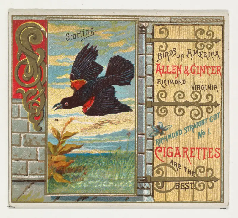 Starling, from the Birds of America series (N37) for Allen & Ginter Cigarettes Wall Art by Allen & Ginter - High-Resolution Digital Print