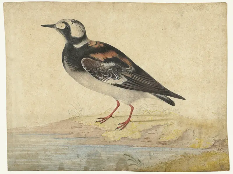 Steenloper, in zomerkleed Wall Art by anonymous - High-Resolution Digital Print