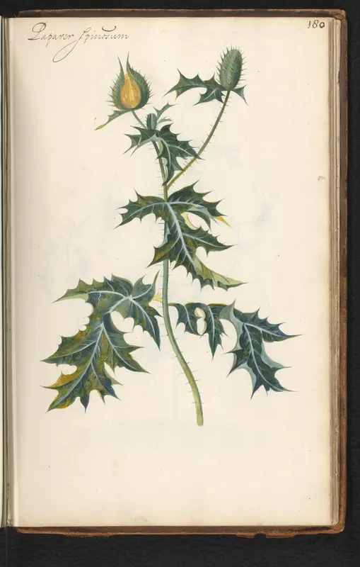 Stekelpapaver (Argemone mexicana) Wall Art by anonymous - High-Resolution Digital Print