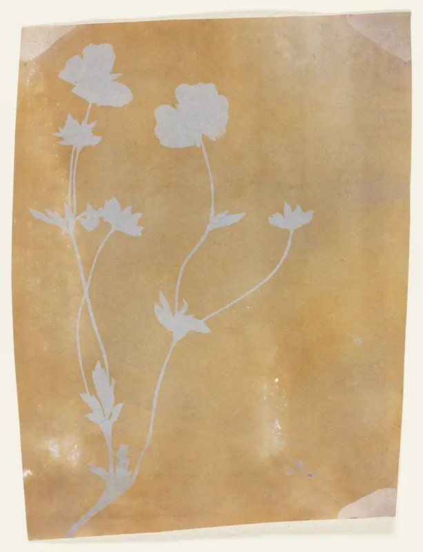 Stem of Leaves and Flowers Wall Art by William Henry Fox Talbot - High-Resolution Digital Print