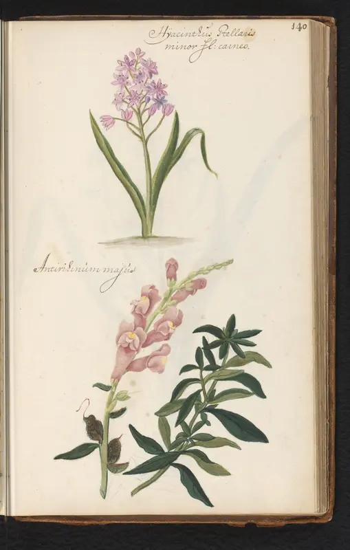 Stervormige hyacint (Hyacinthus orientalis) en leeuwenbek (Antirrhinum) Wall Art by anonymous - High-Resolution Digital Print