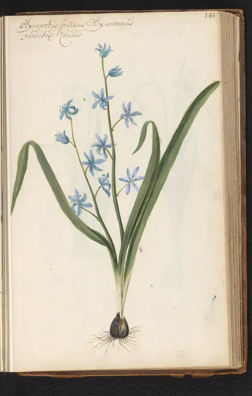 Stervormige hyacint (Hyacinthus orientalis) met bol Wall Art by anonymous - High-Resolution Digital Print