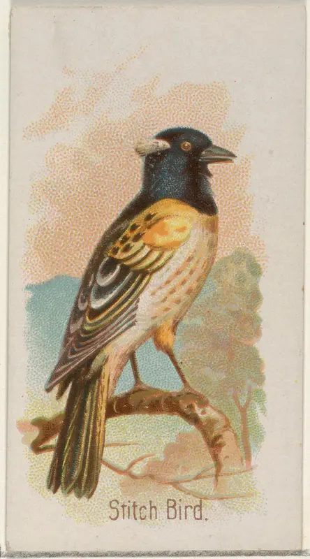 Stitch Bird, from the Song Birds of the World series (N23) for Allen & Ginter Cigarettes Wall Art by Allen & Ginter - High-Resolution Digital Print