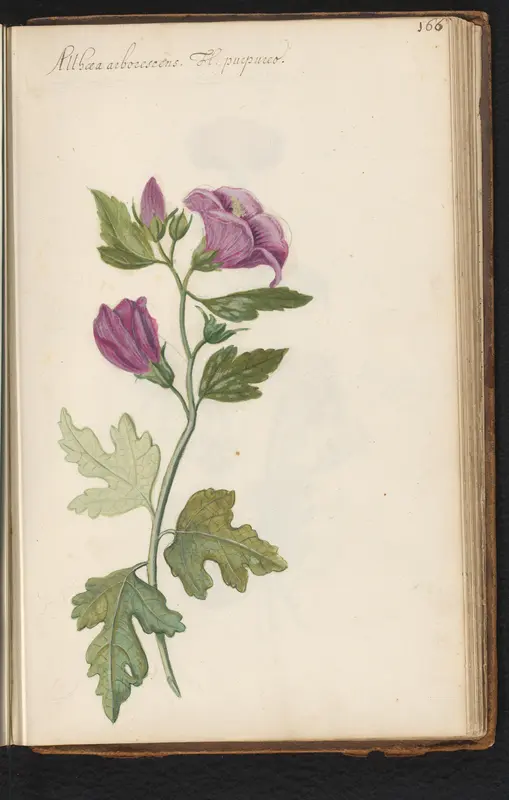 Stokroos (Alcea rosea) Wall Art by anonymous - High-Resolution Digital Print