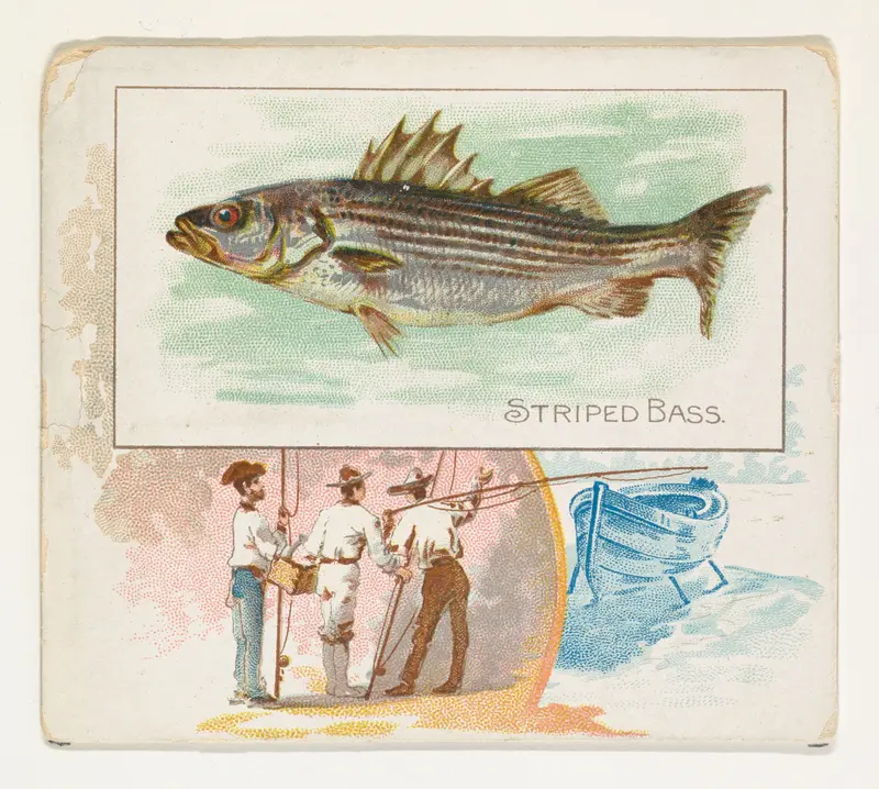 Striped Bass, from Fish from American Waters series (N39) for Allen & Ginter Cigarettes Wall Art by Allen & Ginter - High-Resolution Digital Print